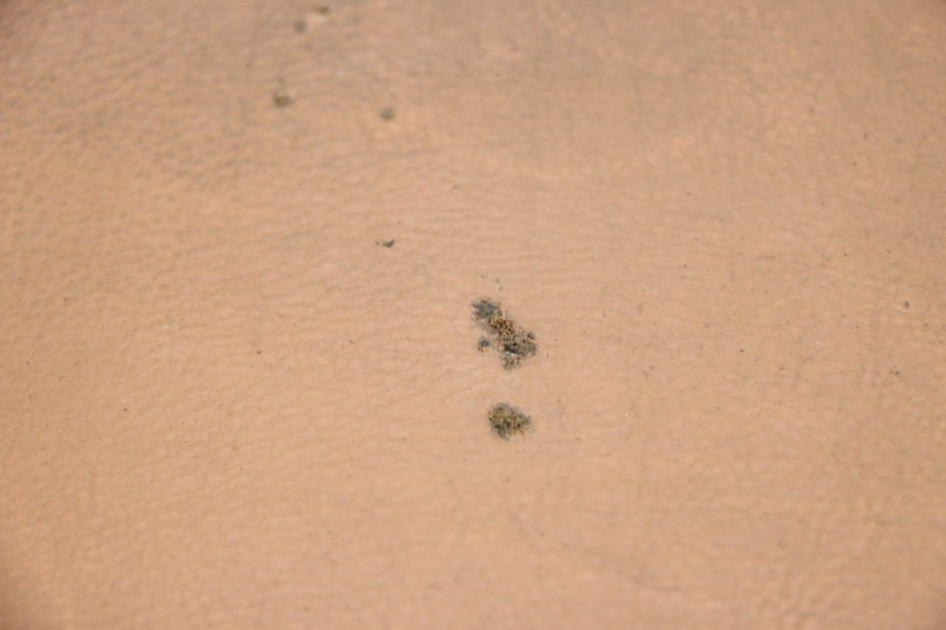 photo de SITZ SEGWAY NINEBOT E125S 1 (2022 - 2026) - Hauptansicht