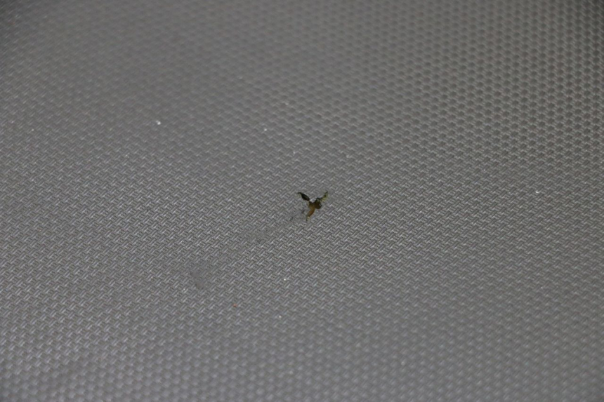 photo de SITZ SUZUKI GSF S BANDIT 600 (2000 - 2004) - Weitere Ansicht des Artikels