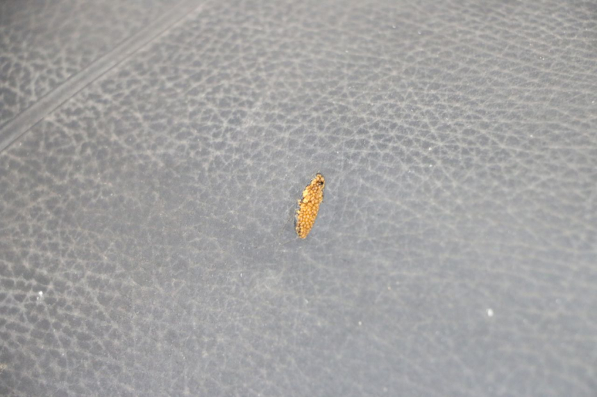 photo de SELLE PIAGGIO TYPHOON 80 (1994 - 1997) - Zoom auf Gebrauchszustand